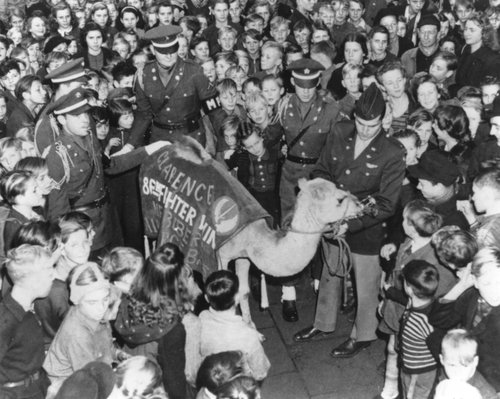 Das Kamel wird in Berlin von rund 100 Kinder umringt und bestaunt, Oktober 1948.