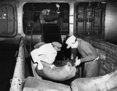 Vier Arbeiter entladen Kohlesäcke aus einem Flugzeug in Berlin.