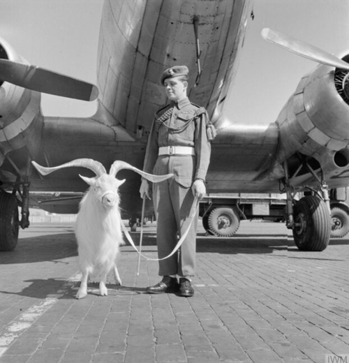 Ein Bock steht vor einem Flugzeug.